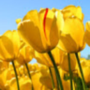 Meet your Posher, Heavenly